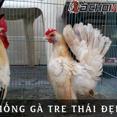 Top 5 gà tre đẹp nhất Việt Nam ai cũng nên có