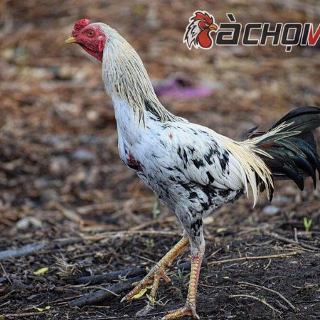 Bạn đã biết giống gà chọi Thái Lan khét tiếng chưa ?
